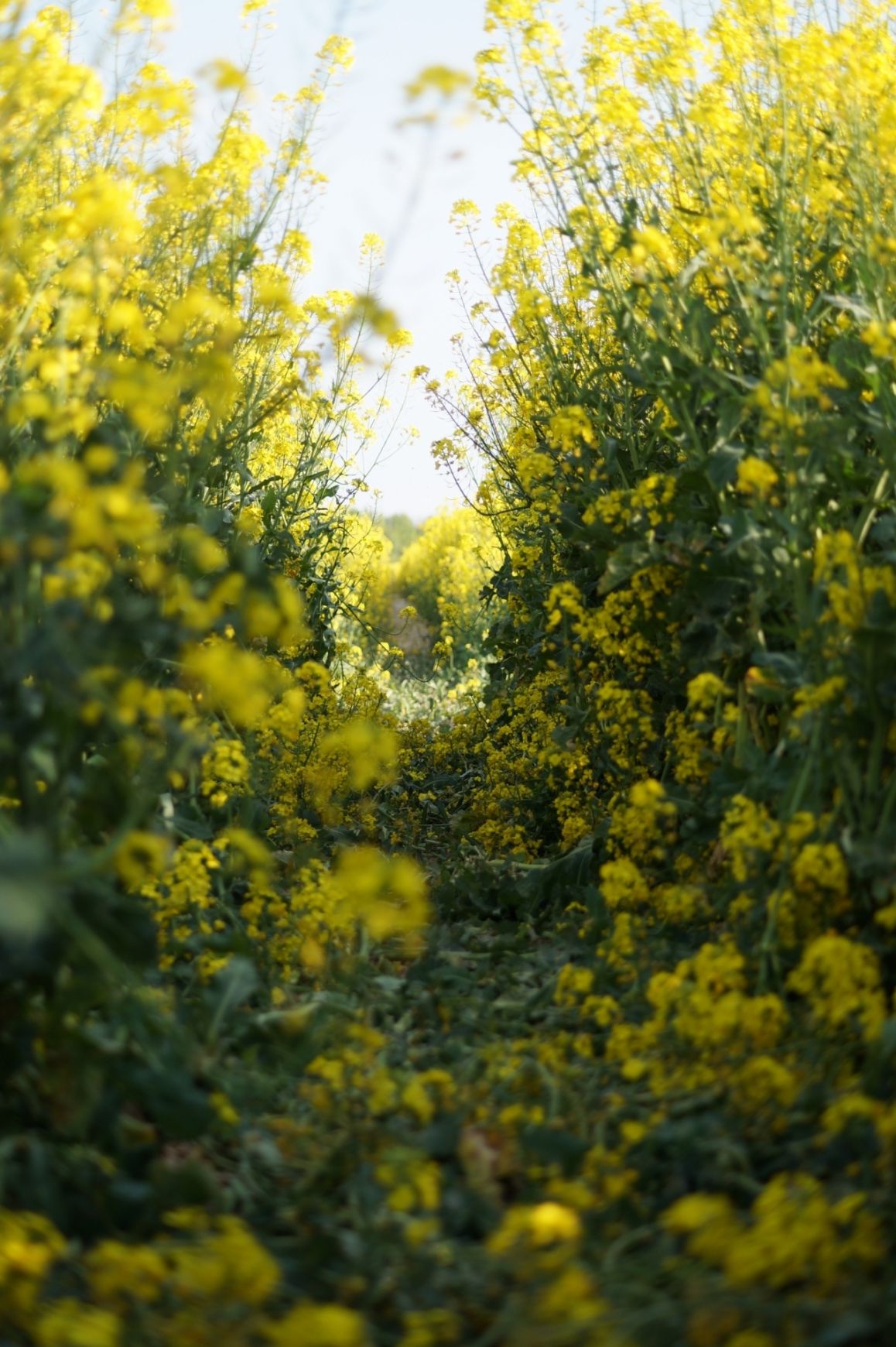 Rapsfeld bei Büren | Angelika Krug